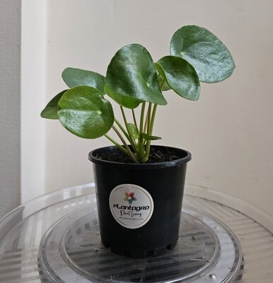 Plants sold recently