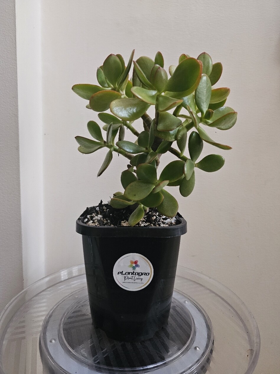 Plants sold recently