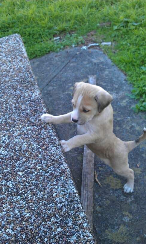 Nala - Adorable and Joyous Member of the Family