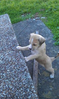 Nala - Adorable and Joyous Member of the Family