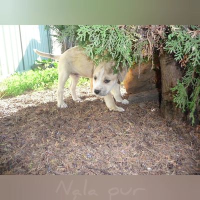 Nala - Adorable and Joyous Member of the Family