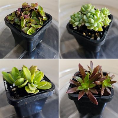 Choice of any Succulent Delight 4 Variety Pack V2