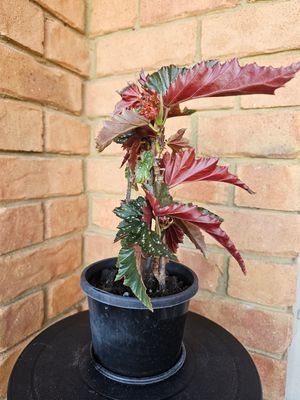 Showstopper Spotted Begonia Coccinea x Begonia Aconitifolia &#39;Angel Wings&#39;