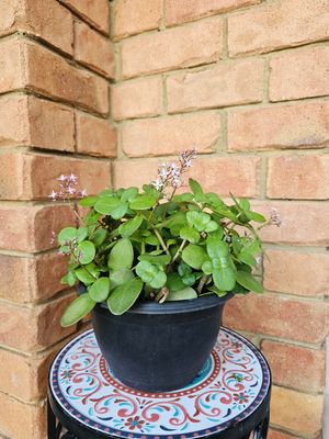 Aichryson Laxum ‘Fairy Crassula-Tree of Love-London Pride'