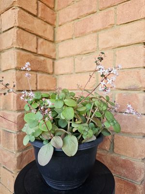 Aichryson Laxum ‘Fairy Crassula-Tree of Love-London Pride&#39;