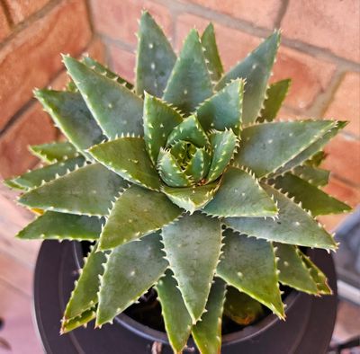 Aloe Brevifolia Lovely Feature for Landscape Garden-Rockeries