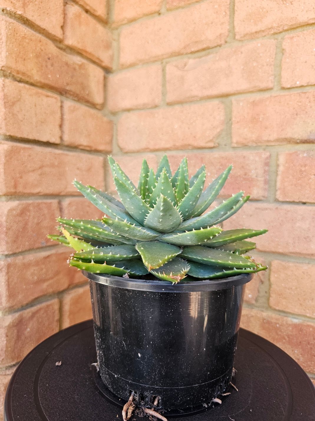 Aloe Brevifolia Lovely Feature for Landscape Garden-Rockeries