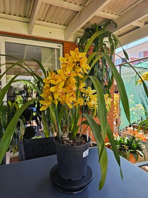 Cymbidium Ensifolium &#39;Golden Thread Orchid&#39; Fragrant, Elegant Yellow Bloom