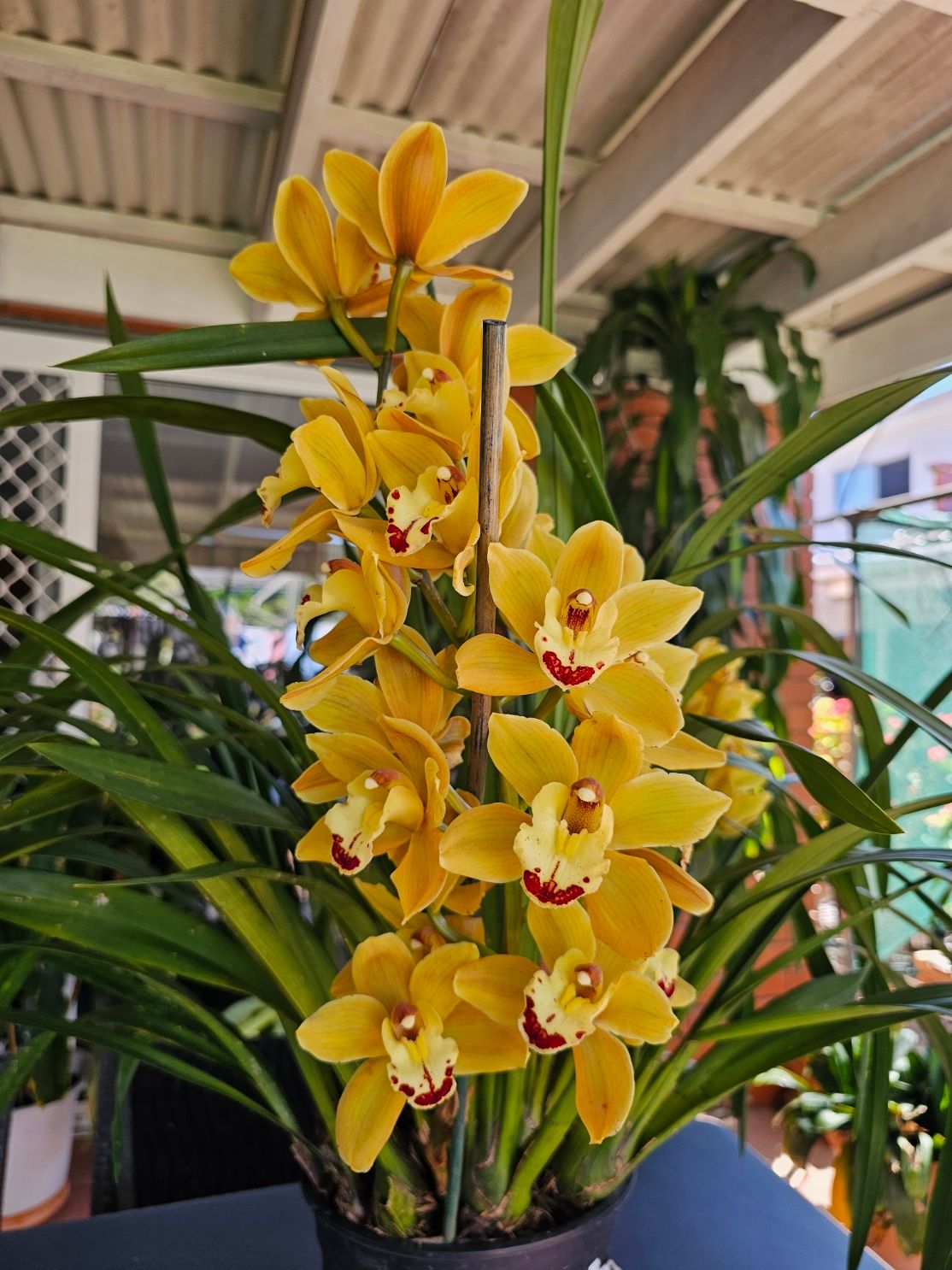 Cymbidium Ensifolium &#39;Golden Thread Orchid&#39; Fragrant, Elegant Yellow Bloom  (PICKUP ONLY)