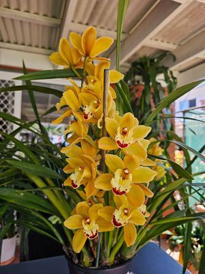 Cymbidium Ensifolium &#39;Golden Thread Orchid&#39; Fragrant, Elegant Yellow Bloom  (PICKUP ONLY)