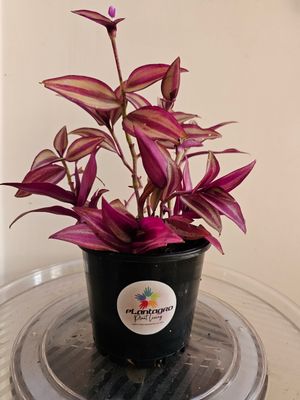 Drought Tolerant Air-Cleaning Tradescantia Zebrina &#39;Burgundy&#39;