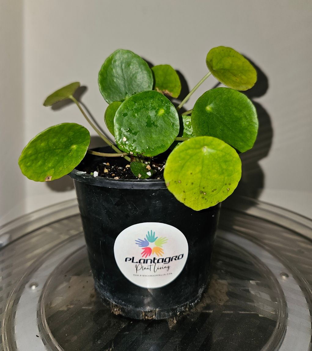 Auspicious Good Vibes Pilea Peperomioides ‘Chinese Money Plant’