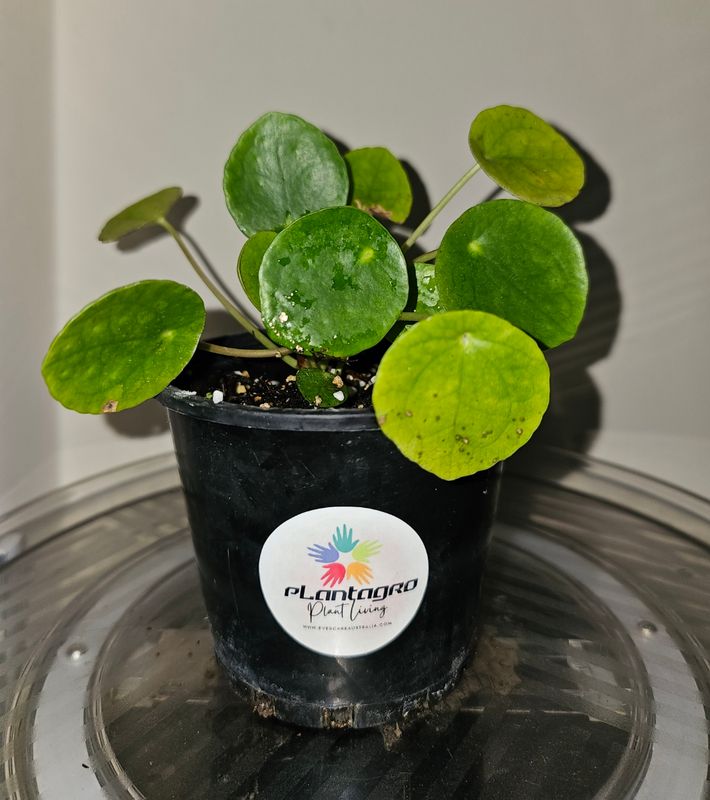 Auspicious Good Vibes Pilea Peperomioides 'Chinese Money Plant'