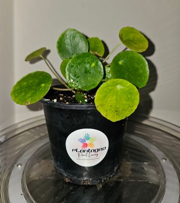 Auspicious Good Vibes Pilea Peperomioides ‘Chinese Money Plant’