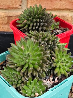 Sinocrassula Yunnanensis - The Mesmerizing &#39;Chinese Jade&#39; Succulent with a Dark Twist!