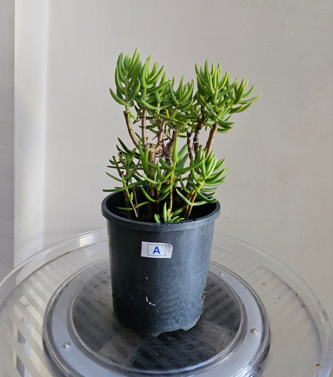 Create your own DIY Bonsai - Crassula Tetragona &#39;Miniature Pinetree&#39;