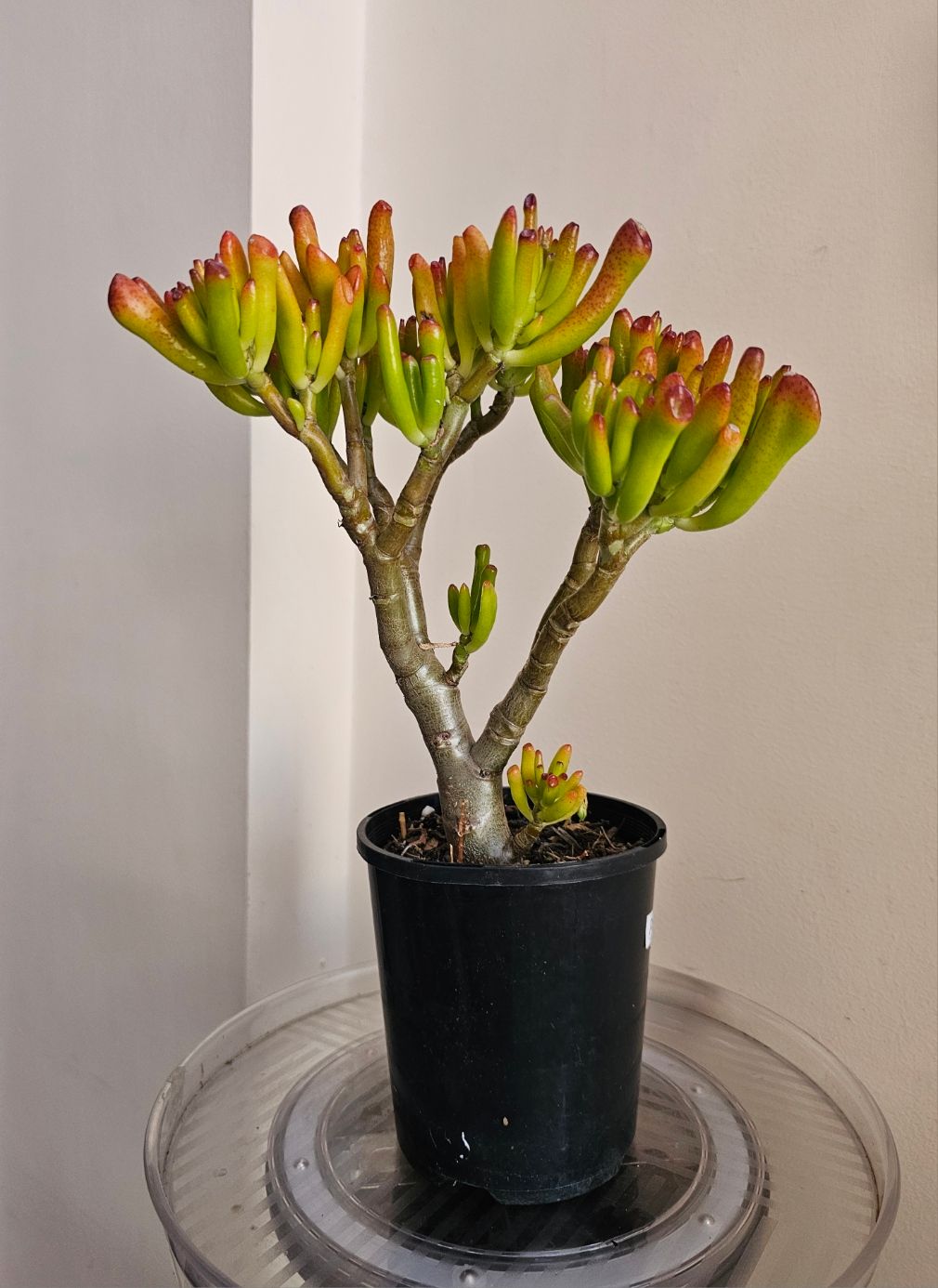 Unique &#39;Gollum&#39; Jade: Whimsical, Trumpet-shaped Succulent Stunner!