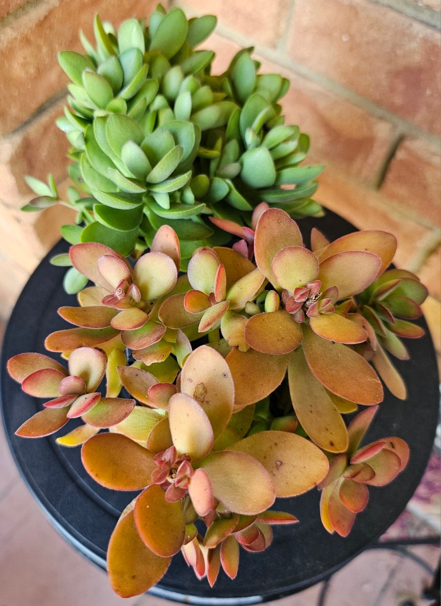 Crassula Rana – Easy-Care Beauty that Elevates Décor &amp; Keeps Weeds at Bay!