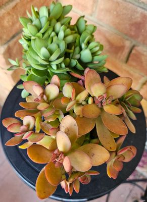 Crassula Rana – Easy-Care Beauty that Elevates Décor &amp; Keeps Weeds at Bay!