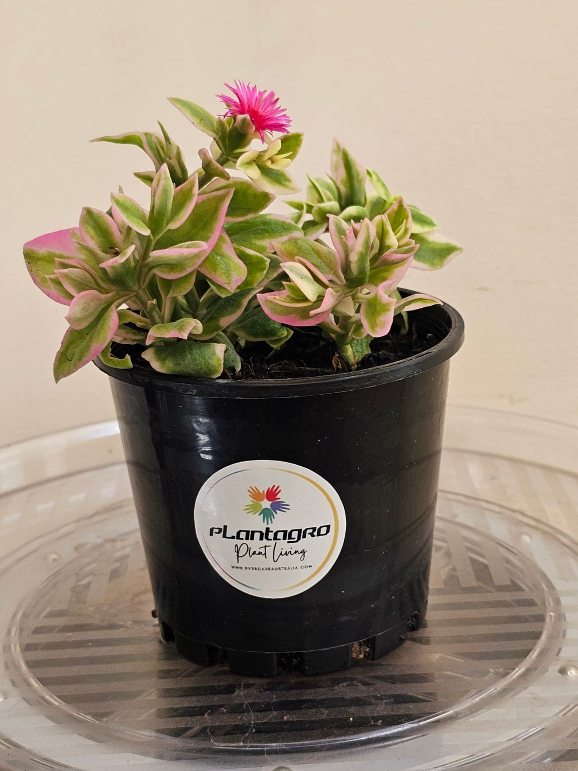 Aptenia Cordifolia Variegata Bright Pink ‘Baby Sunrose’
