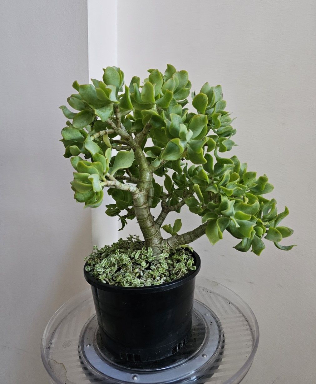 Crassula Ovata Undulatifolia &#39;Ripple Jade&#39; - A Stunning Sculptural Succulent with Twisting Charm!