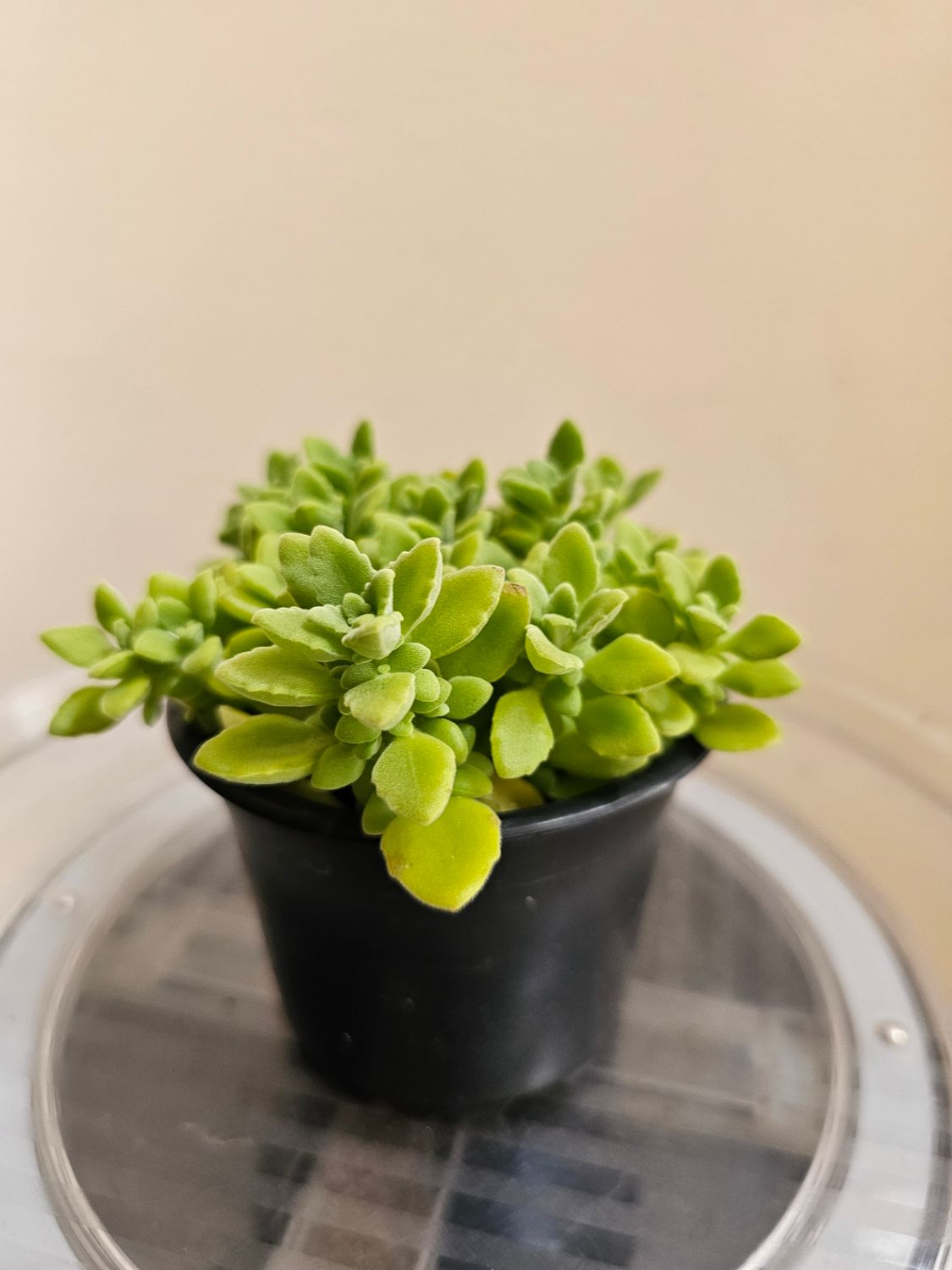 Aromatic Charm: Plectranthus hadiensis var. tomentosus ‘Lemon Vicks Plant