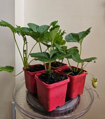 Sweet Maddie: A Lush, Flavourful Strawberry Plant