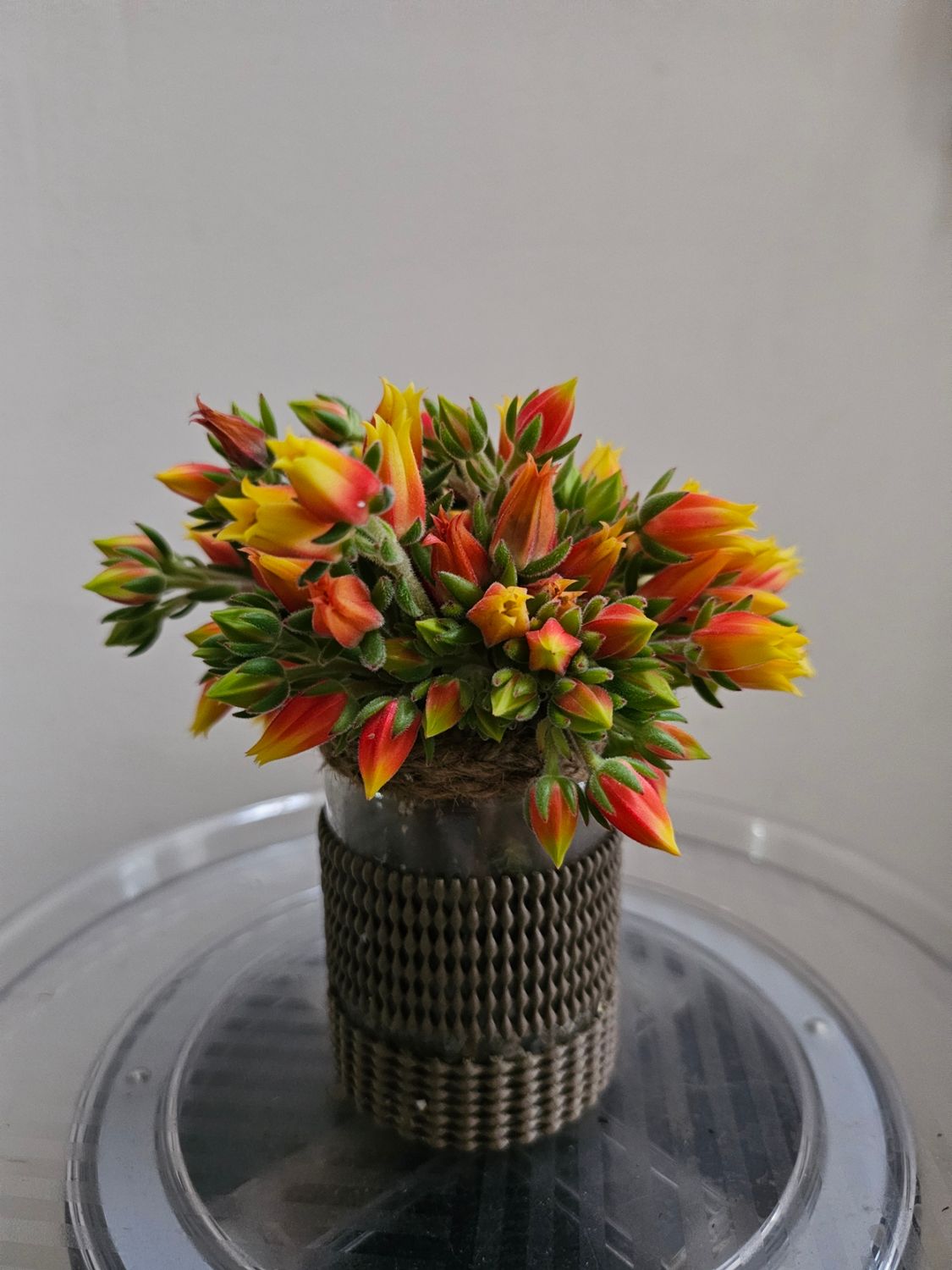 Fuzzy Velvety Succulent Echeveria Set Oliver
