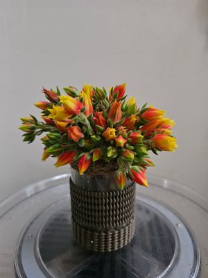 Fuzzy Velvety Succulent Echeveria Set Oliver