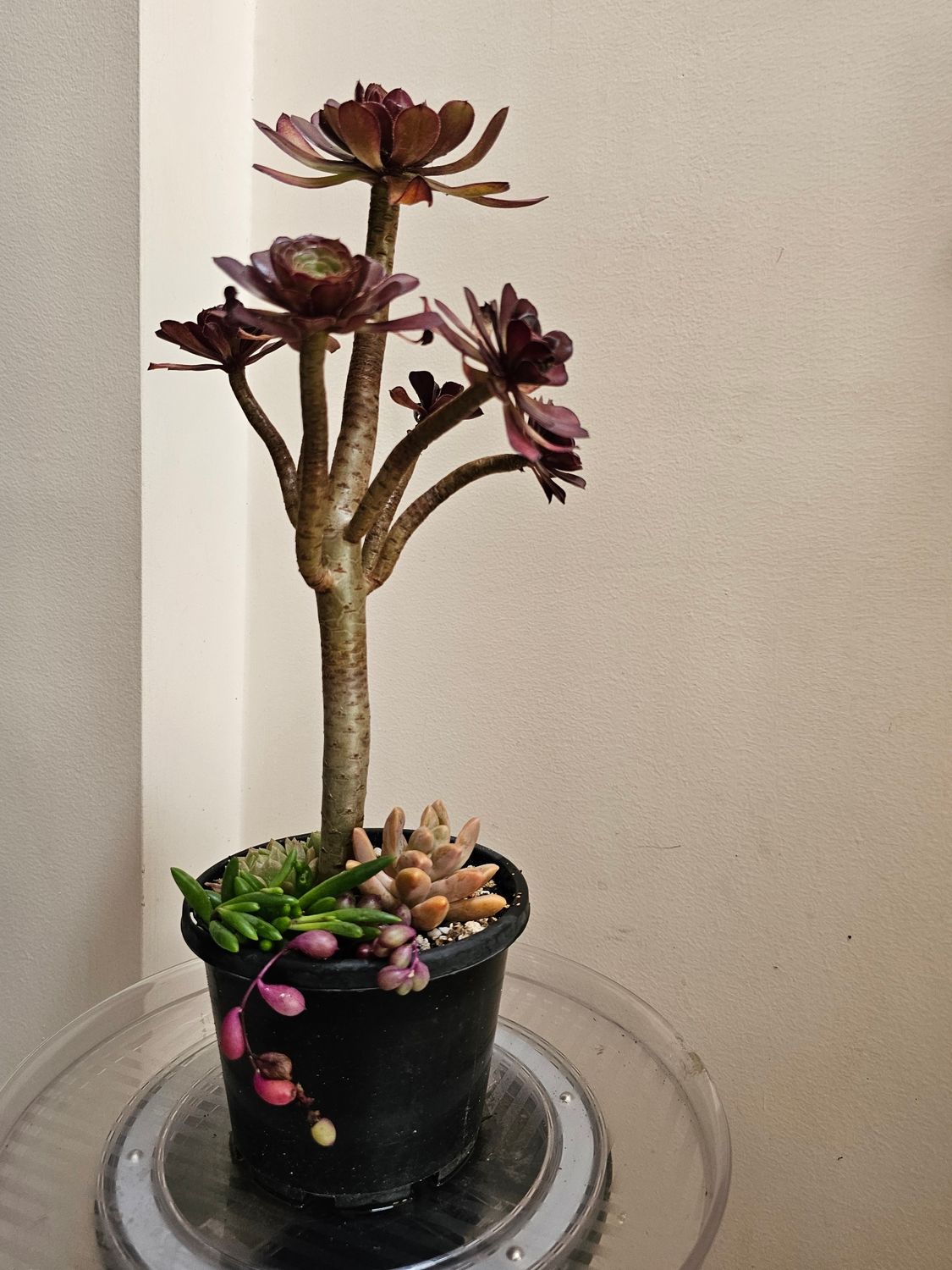 Bold Beauty: Deep Purple Aeonium for a Striking Succulent Display!