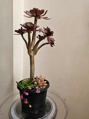 Bold Beauty: Deep Purple Aeonium for a Striking Succulent Display!