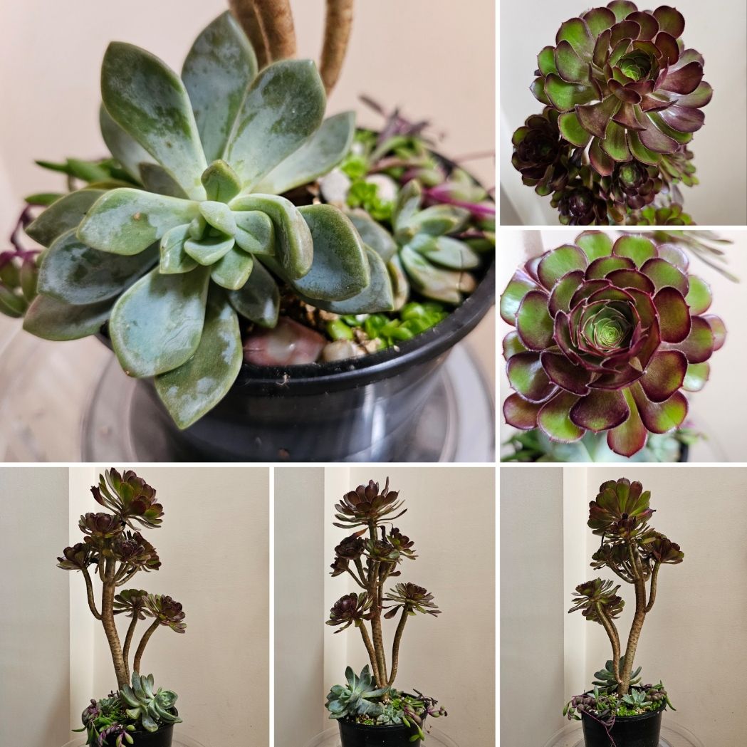 Purple Majesty: Aeonium arboreum &#39;Atropurpureum&#39; Towering Elegance!