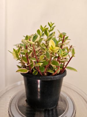 Golden Trails: Crassula Sarmentosa &#39;Comet&#39;