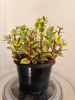 Golden Trails: Crassula Sarmentosa 'Comet'