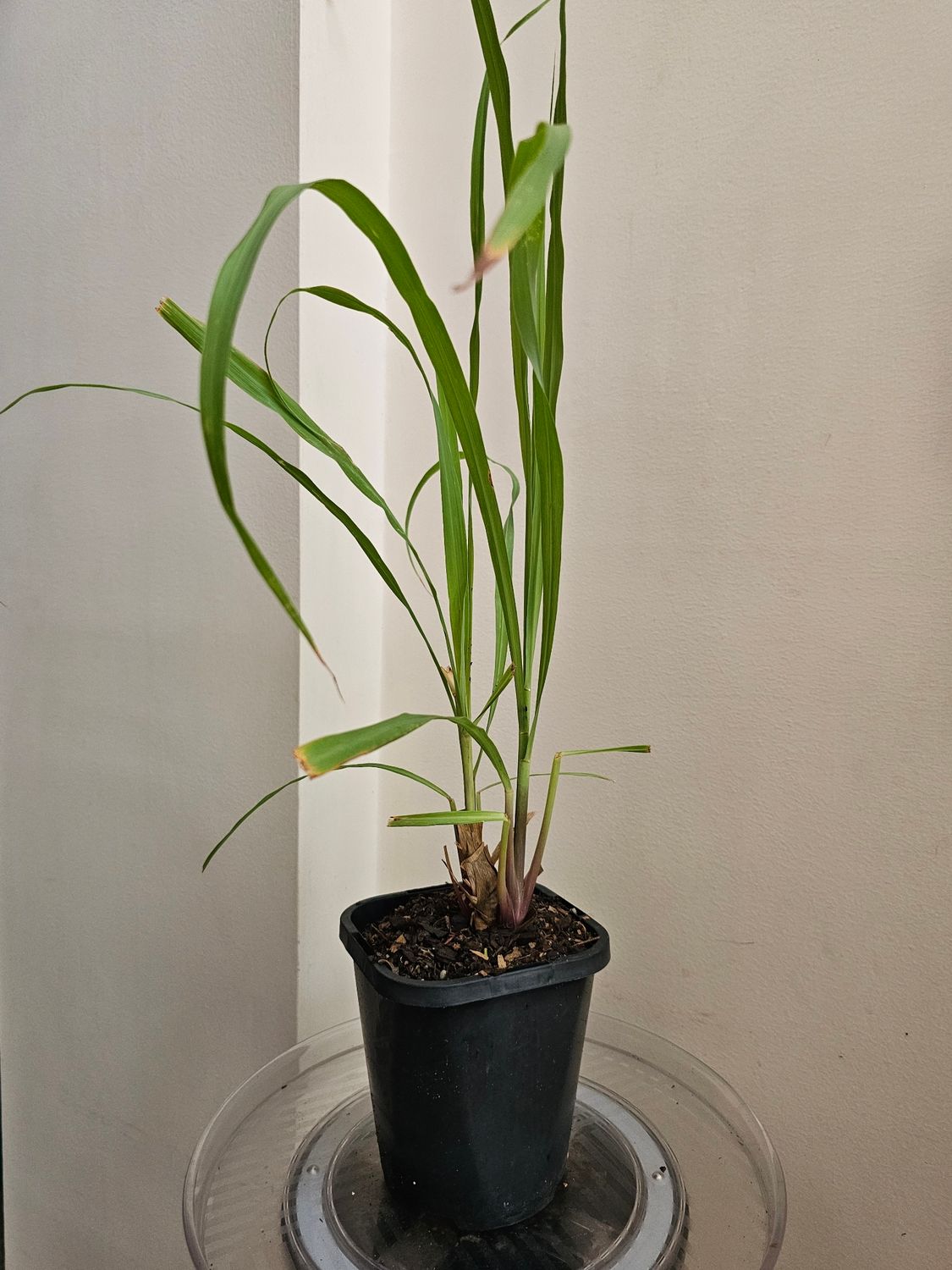 Cymbopogon Citratus &#39;Lemon Grass&#39;
