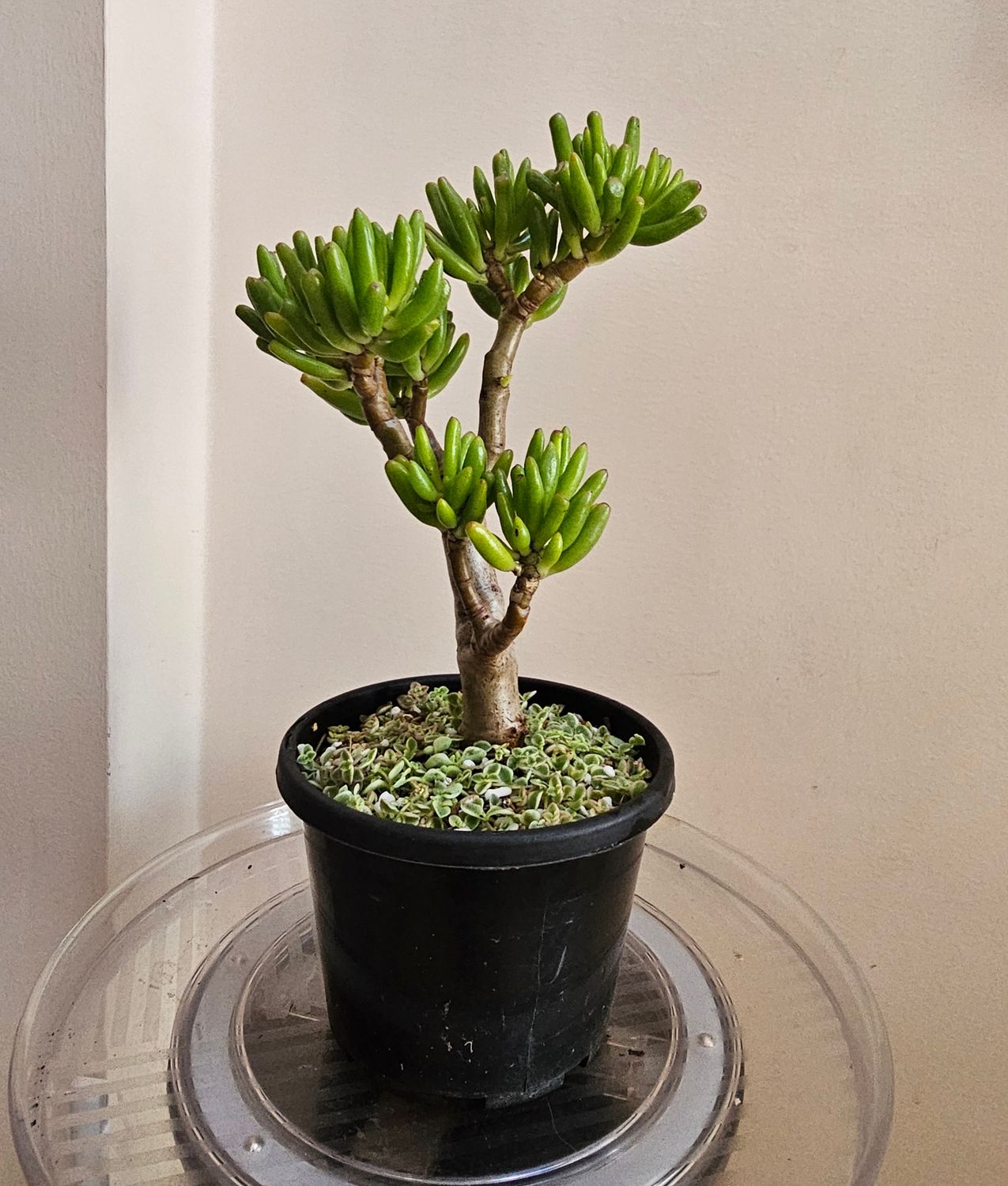 Crassula Ovata &#39;Gollum&#39; – The Whimsical Jade Plant!