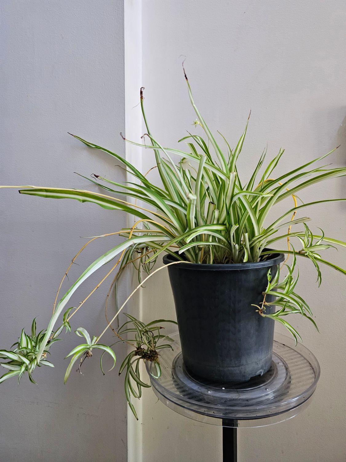 Spider Plant Showcase: Verdant Splendor in Every Pot!