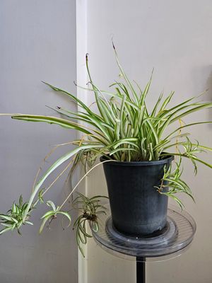 Spider Plant Showcase: Verdant Splendor in Every Pot!