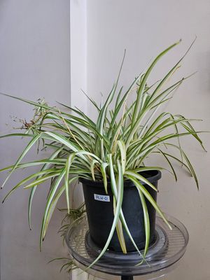 Spider Plant Showcase: Verdant Splendor in Every Pot!