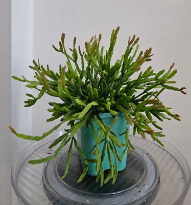 Low Maintenance Charm – Unique, Cascading Rhipsalis Sulcata Cactus