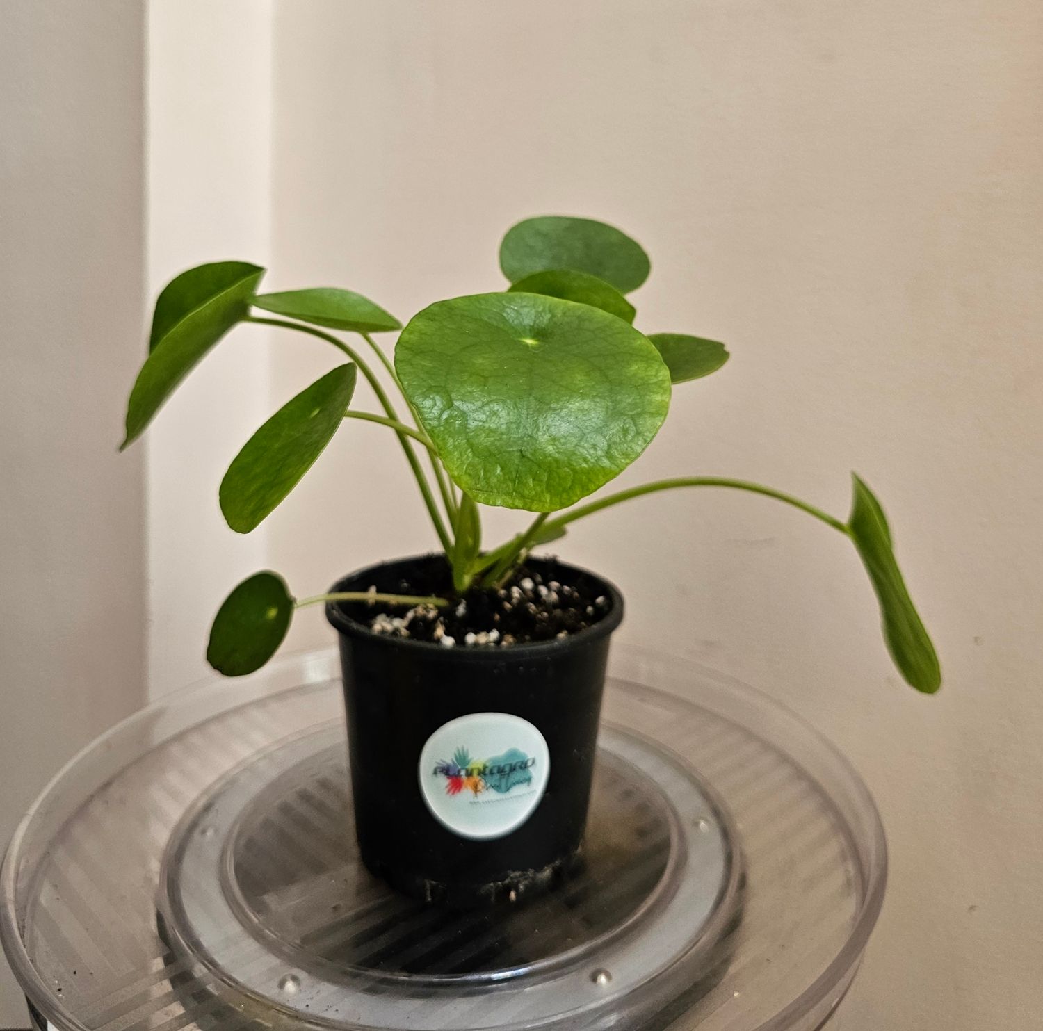 Auspicious Good Vibes Pilea Peperomioides 'Chinese Money Plant'