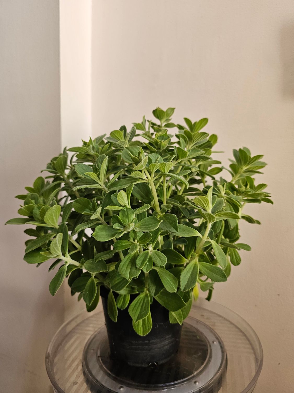 Plectranthus Tomentosa ‘Vick’s Plant’ – Aromatic &amp; Velvety!