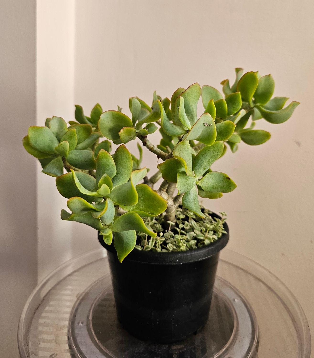 types of spineless cactus Opuntia ficus-indica main image 1