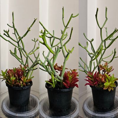 Crassula Eurosula 'Campfire' & Euphorbia Tirucalli 'Firestick'