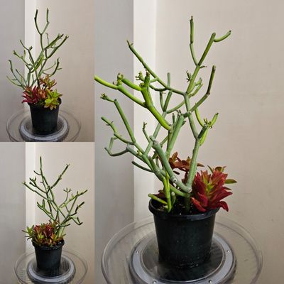 Crassula Eurosula &#39;Campfire&#39; &amp; Euphorbia Tirucalli &#39;Firestick&#39;