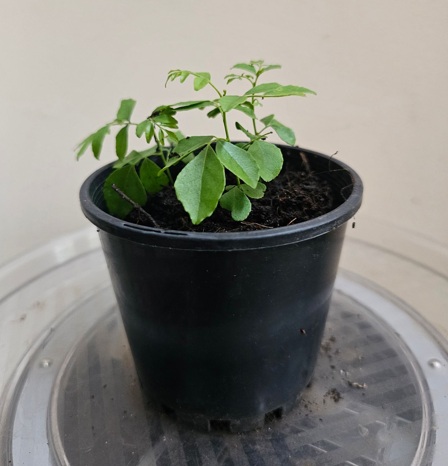 Aromatic Culinary Delight Murraya Koenigii ‘Curry Leave Tree’