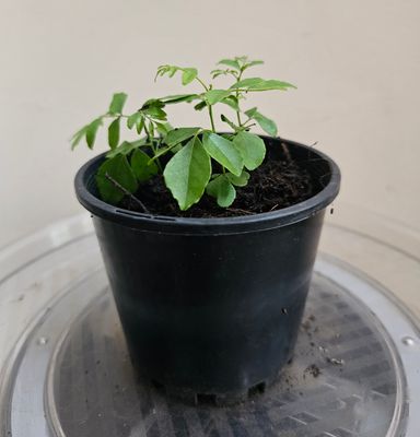 Aromatic Culinary Delight Murraya Koenigii ‘Curry Leave Tree’