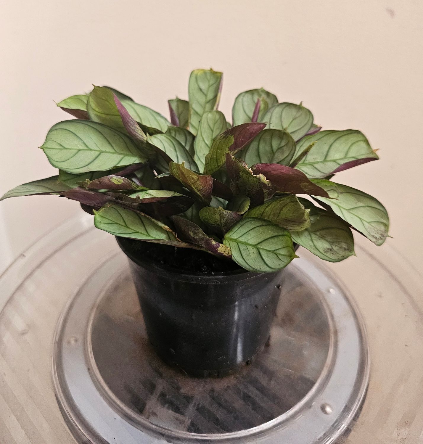 Ctenanthe Burle-Marxii Amagris - Silvery Green Prayer Plant