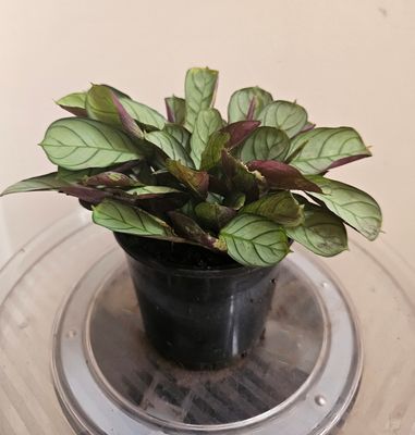 Ctenanthe Burle-Marxii Amagris - Silvery Green Prayer Plant