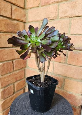 Aeonium Atropurpureum ‘Purple Rose’ – A Dazzling Bonsai Beauty